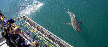 gansbaai_things_to_do_cape_shark_adventures_top_view_sharks_1671786366