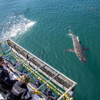 Sharks - Cape Shark Adventures - Xplorioâ„¢ Gansbaai