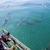 Sharks - Cape Shark Adventures - Xplorioâ„¢ Gansbaai