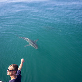Shark - Cape Shark Adventures - Xplorioâ„¢ Gansbaai