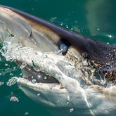 Shark - Cape Shark Adventures - Xplorioâ„¢ Gansbaai