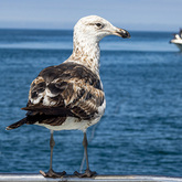 Seagull - Cape Shark Adventures - Xplorioâ„¢ Gansbaai