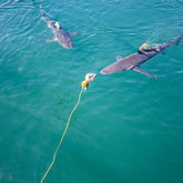 Sharks - Cape Shark Adventures - Xplorioâ„¢ Gansbaai