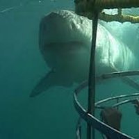 Marine Dynamics Shark Tours