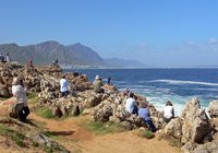 Hermanus Top Attractions