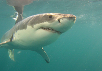 Gansbaai Top Attractions